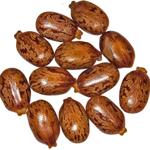 Castor Bean Seeds