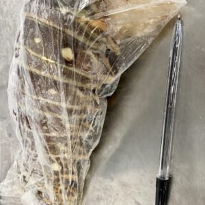 Lobster Tail 300-330g Each